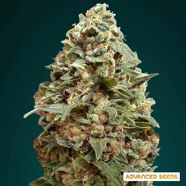 Visualizzazione Afghan Skunk planta de marihuana