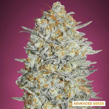 Gelato 33 Fast