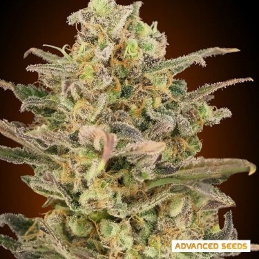 Visualizzazione Somango Glue planta de marihuana