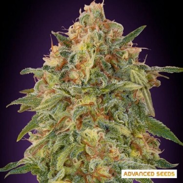 Zkittlez Advanced Seeds