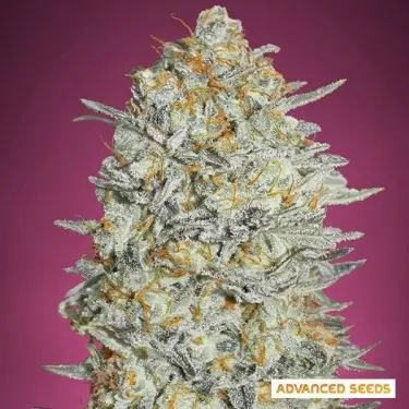 Gelato 33 planta de marihuana