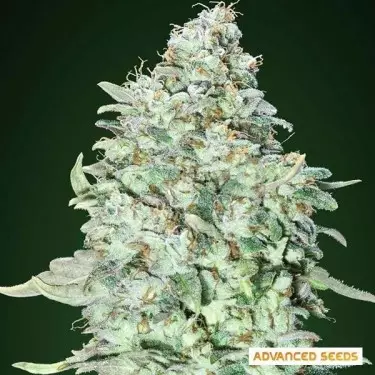 OG Kush SFV planta de marihuana