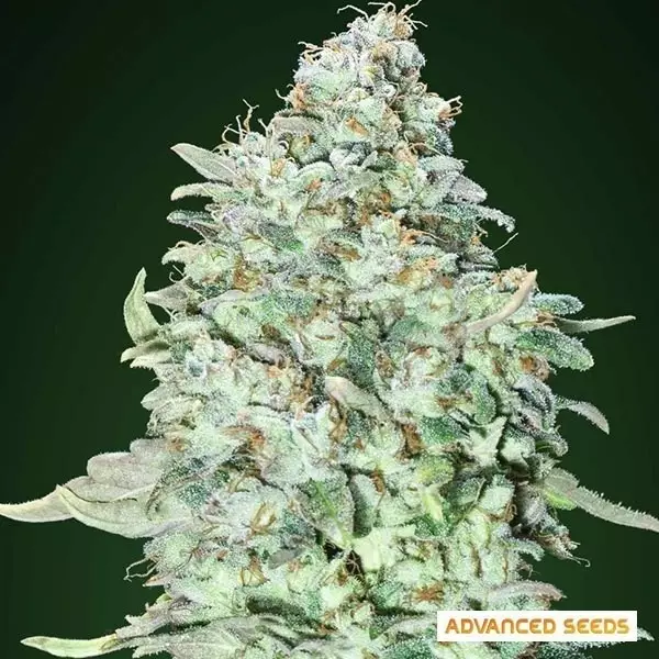 OG Kush SFV planta de marihuana