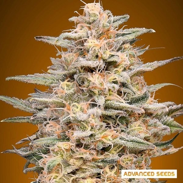Visualizzazione Somango Widow planta de marihuana