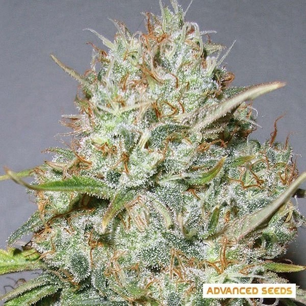 Visualizzazione Shark Widow planta de marihuana