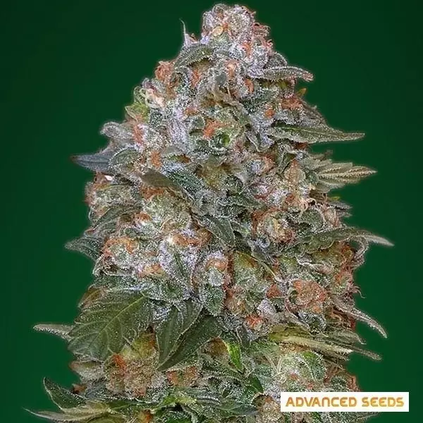 Visualizzazione Critical Soma planta de marihuana