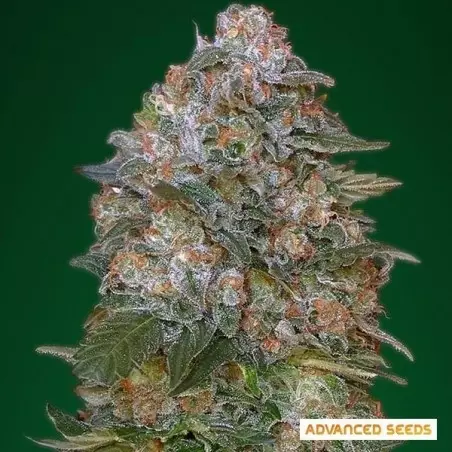 Critical Soma planta de marihuana