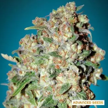 Critical planta de marihuana