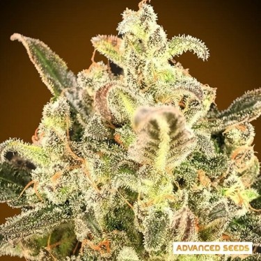 Auto Biodiesel Mass XXL