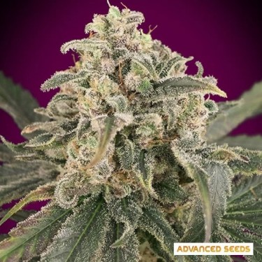 Auto Amnesia XXL Auto Advanced Seeds