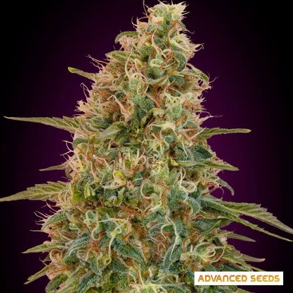 Visualizzazione Pianta di marijuana Auto Zkittlez