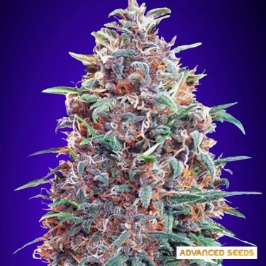 Auto Purple Diesel