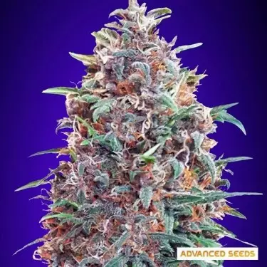Auto Purple Diesel planta de marihuana