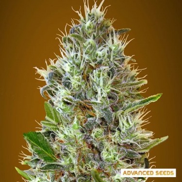 Auto Somango
