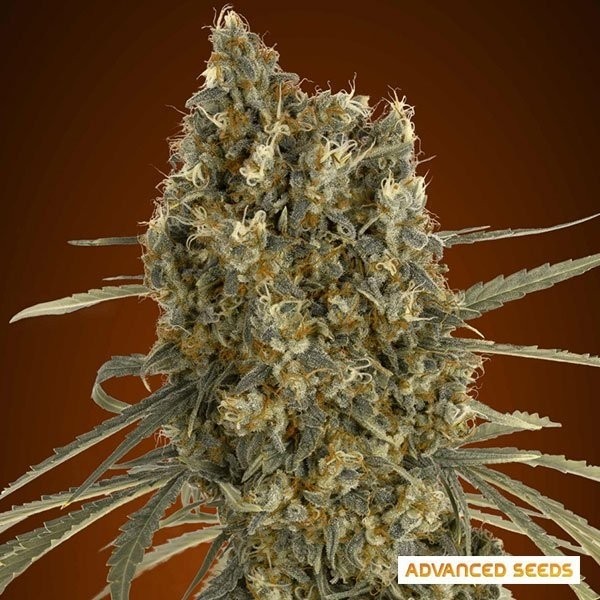 Visualizzazione Auto Jack Herer planta de marihuana