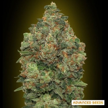 Auto Critical Soma