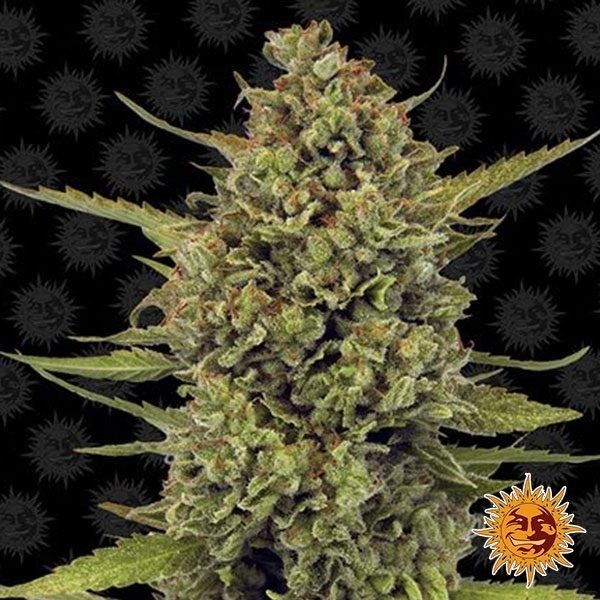 Visualizzazione Acapulco Gold planta de marihuana