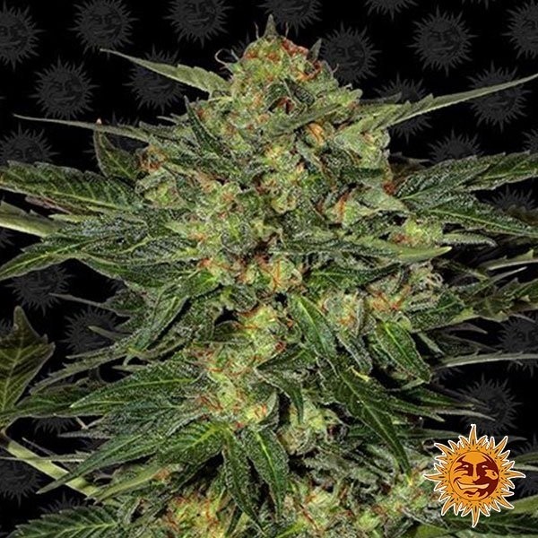 Visualizzazione LSD planta de marihuana