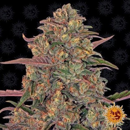 Pianta di marijuana LSD