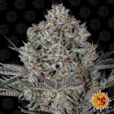Visualizzazione Dos Si Dos 33 planta de marihuana