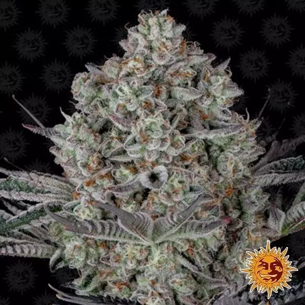 Visualizzazione Dos Si Dos 33 planta de marihuana