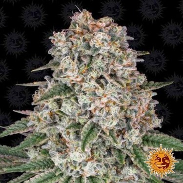 Visualizzazione Tropicanna Banana planta de marihuana