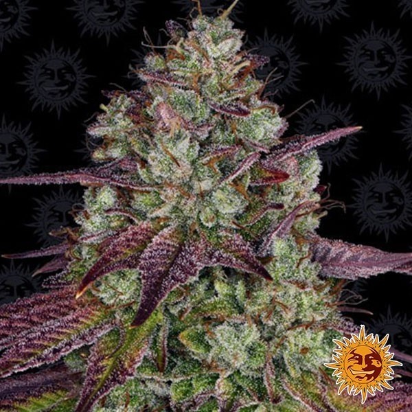 Visualizzazione Mimosa EVO planta de marihuana
