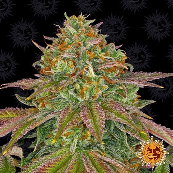 Visualizzazione Wedding Cake planta de marihuana
