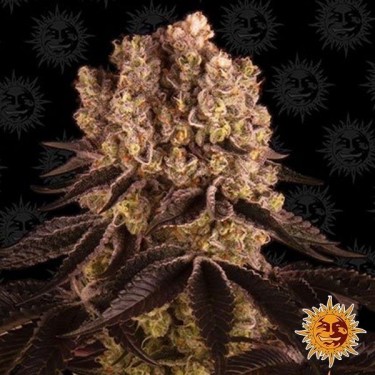 Visualizzazione Purple Punch planta de marihuana