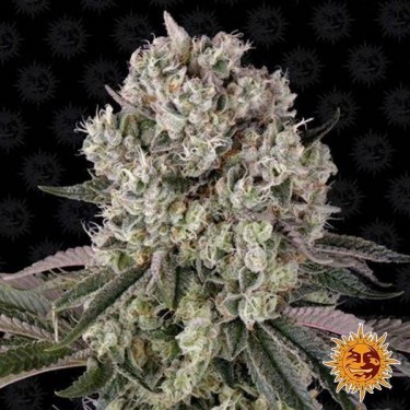 Visualizzazione Glookies planta de marihuana