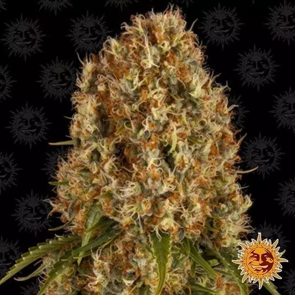 Visualizzazione Orange Sherbert planta de marihuana