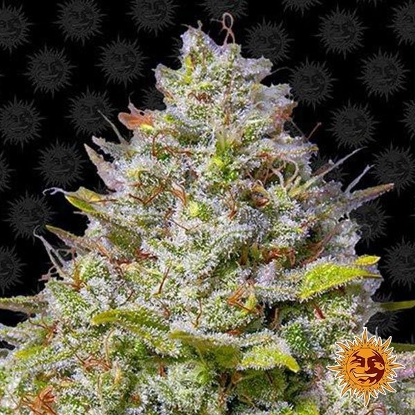Visualizzazione Blue Gelato 41planta de marihuana