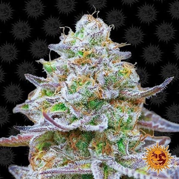 Visualizzazione Gorilla Zkittlez planta de marihuana