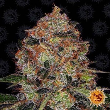 Shiskaberry