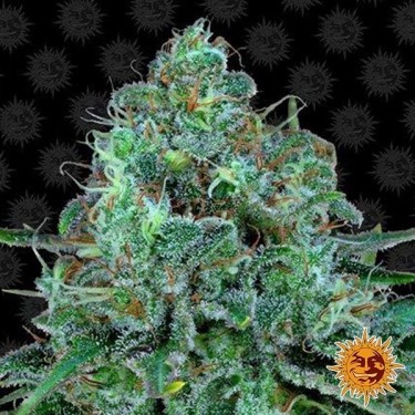 Critical Kush Barney's Farm