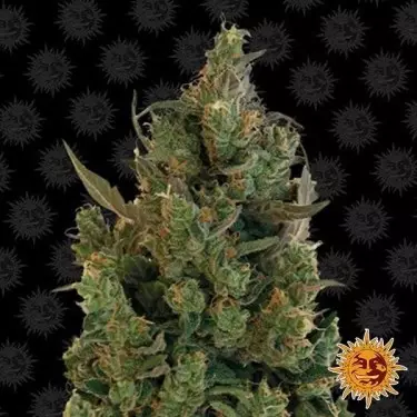 Blue Cheese planta de marihuana