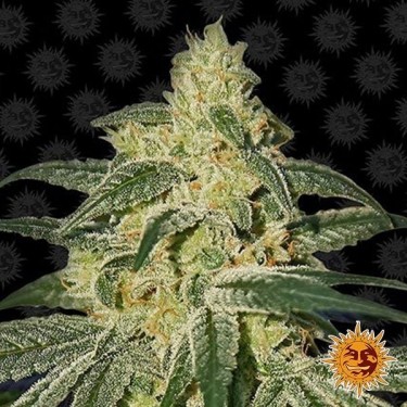 Afghan Hash Plant
