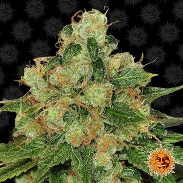 Visualizzazione CBD Caramel Regular planta de marihuana