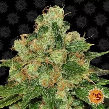 CBD Caramel Regular planta de marihuana