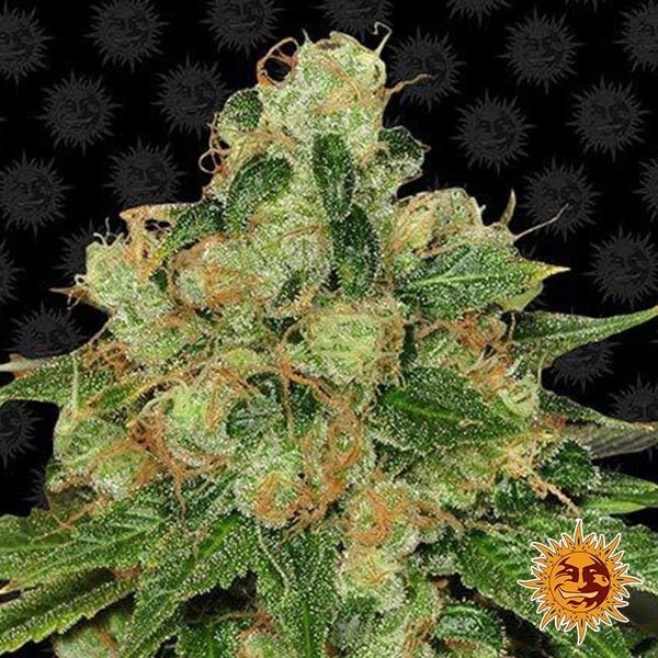 Visualizzazione CBD Caramel Regular planta de marihuana