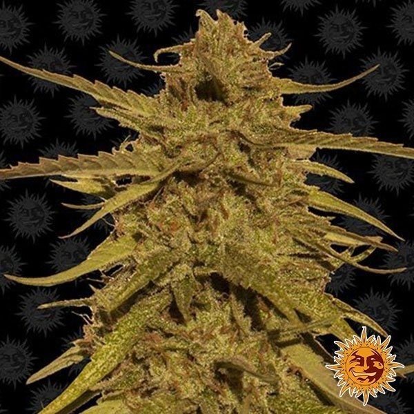 Visualizzazione Pineapple Haze Regular planta de marihuana