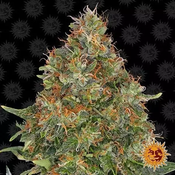 Visualizzazione Pineapple Express Auto planta de marihuana