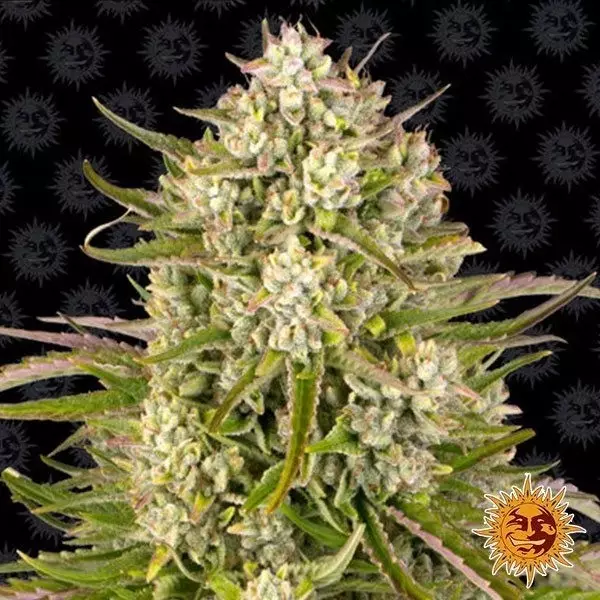 Visualizzazione Wedding Cake Auto embalaje semillas