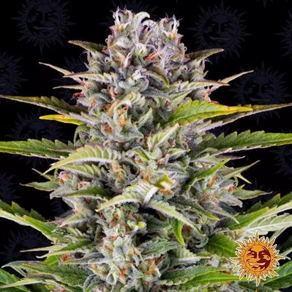 Visualizzazione Gorilla Zkittlez Auto planta de marihuana