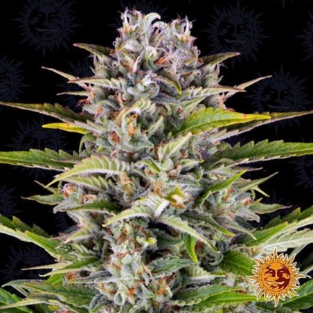 Pianta di marijuana Gorilla Zkittlez Auto