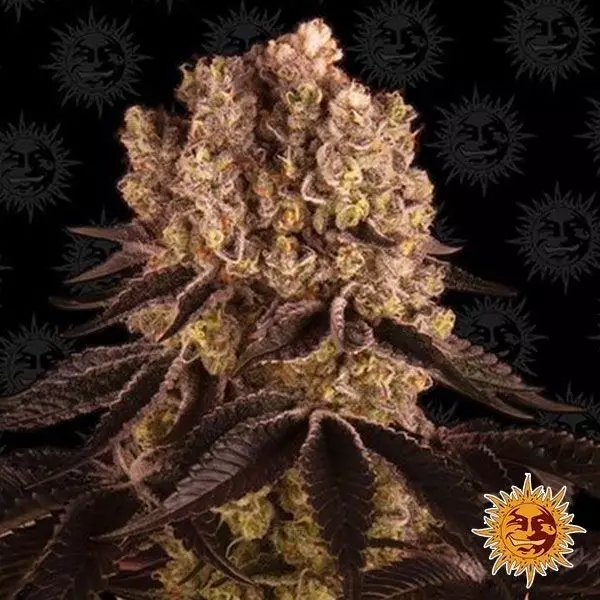 Visualizzazione Purple Punch Auto planta de marihuana