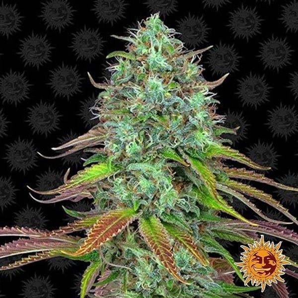 Visualizzazione LSD Auto planta de marihuana