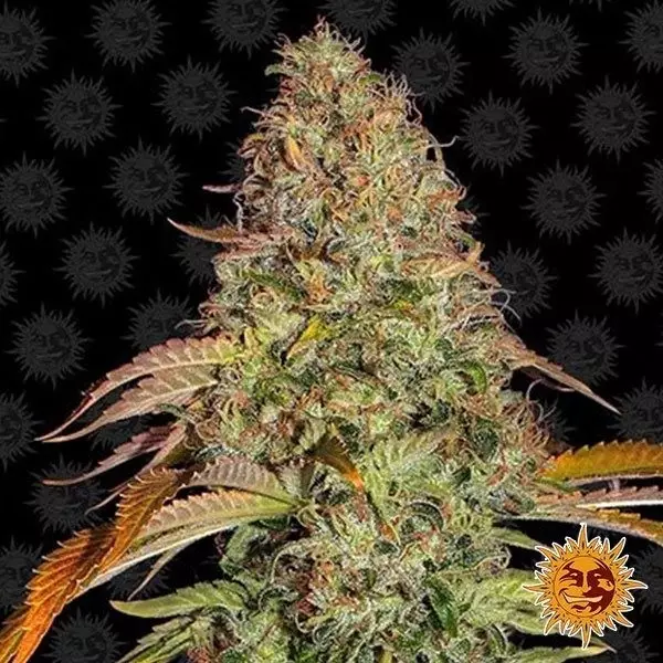 Visualizzazione Zkittlez OG Auto planta de marihuana