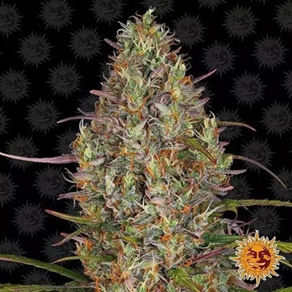 Visualizzazione Glue Gelato Auto planta de marihuana