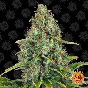Blue Cheese Auto planta de marihuana